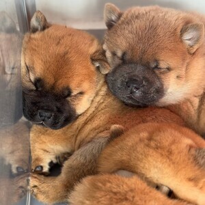 REDUCED PRICE ✨ OPEN TO OFFERS ✨ KC Chow Chow ❤️ | PostAds PH