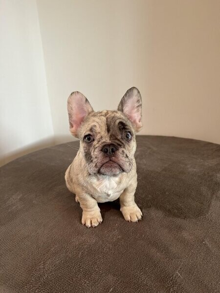 Beautiful frenchie pups