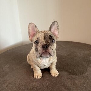 Beautiful frenchie pups | PostAds PH