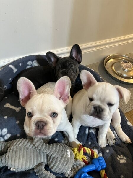 Quality French bulldogs