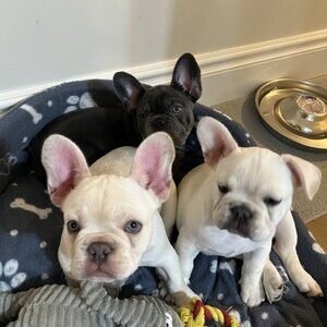 Quality French bulldogs | PostAds PH