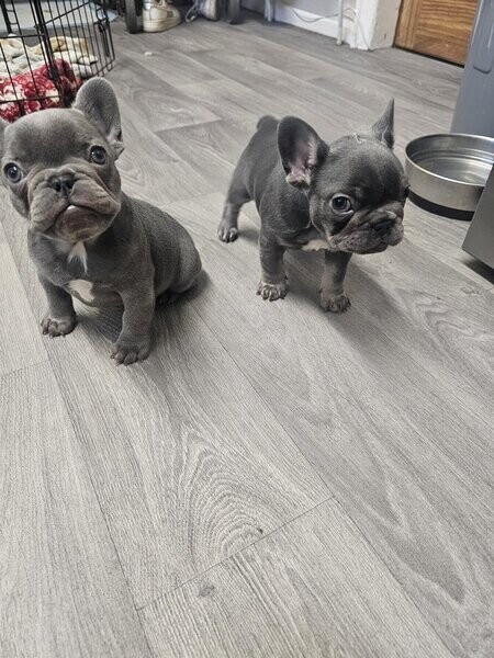 Famous bloodine Frenchie's