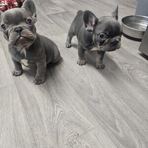 Famous bloodine Frenchie's | PostAds PH