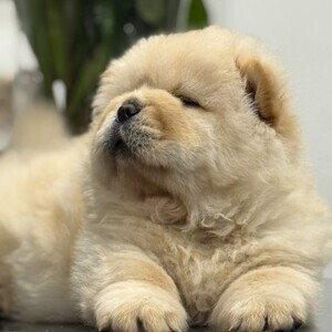 Beautiful Chow Chow Puppies | PostAds PH