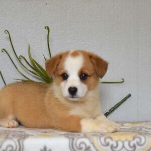 Pembroke Welsh Corgi Lina | PostAds PH