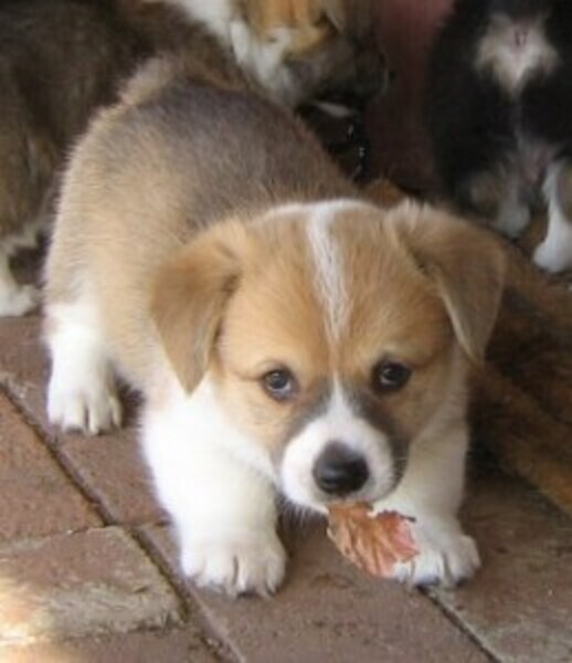 Pembroke Welsh Corgi for Rehoming
