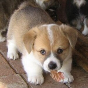 Pembroke Welsh Corgi for Rehoming | PostAds PH