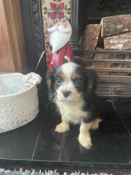 Cavalier King Charles Spaniel Sky