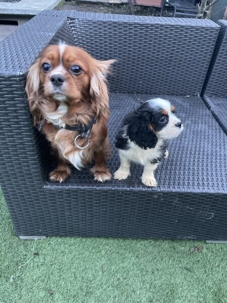 Gorgeous Cavalier King Charles Spaniel