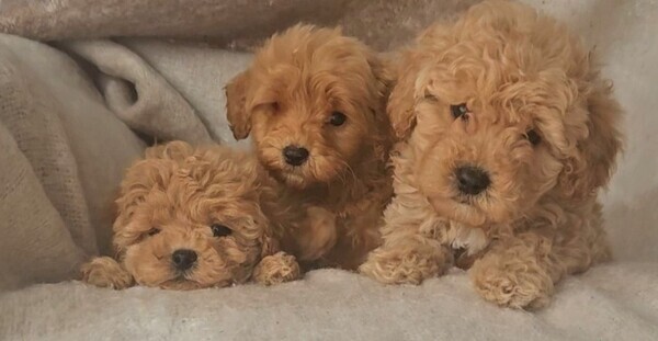 F1 maltipoo puppies