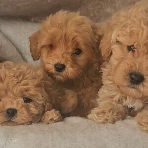 F1 maltipoo puppies | PostAds PH