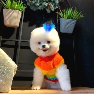Top Quality Pomeranian | PostAds PH