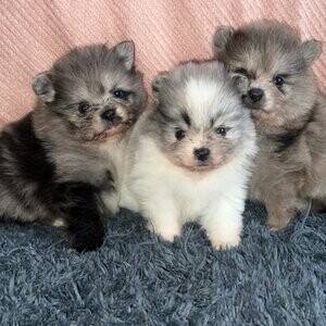 Pomeranian puppies Available | PostAds PH