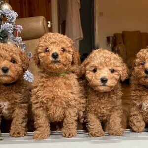 TOY POODLE PUPPIES | PostAds PH