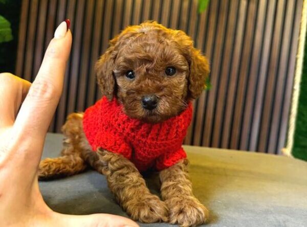 Purebred Poodle Puppies