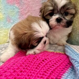 Gorgeous Shih Tzu puppies | PostAds PH