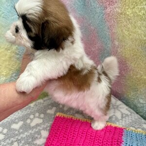Shih Tzu Puppy | PostAds PH