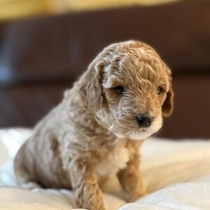 Registered Maltipoo | PostAds PH