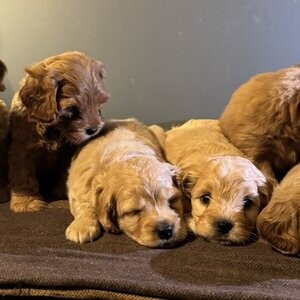 Affectionate Maltipoo Puppies | PostAds PH