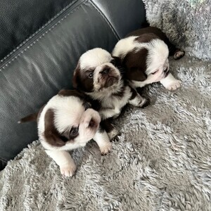 Chocolate and black kc pug puppies | PostAds PH