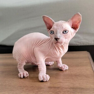 Beautiful Sphynx Kittens for Adoption Viber:+63-948-1451-325 | PostAds PH