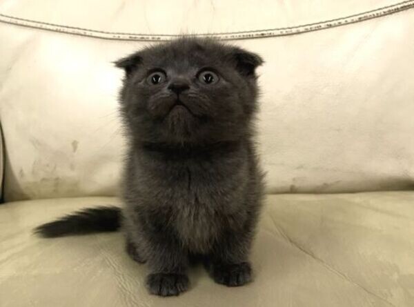 Beautiful Scottish Fold Kittens Viber:+63-948-1451-325