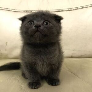 Beautiful Scottish Fold Kittens Viber:+63-948-1451-325 | PostAds PH