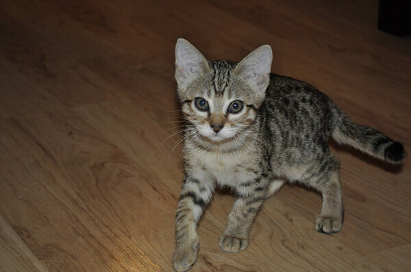 Beautiful savanna kittens Viber:+63-948-1451-325