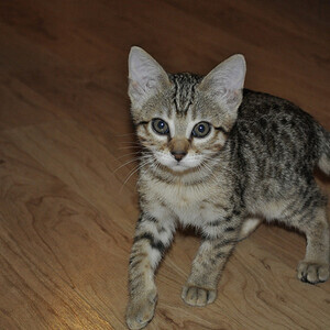 Beautiful savanna kittens Viber:+63-948-1451-325 | PostAds PH