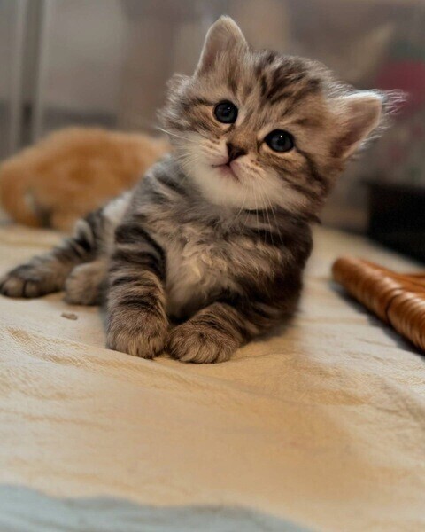 Beautiful Siberian kittens Viber:+63-948-1451-325
