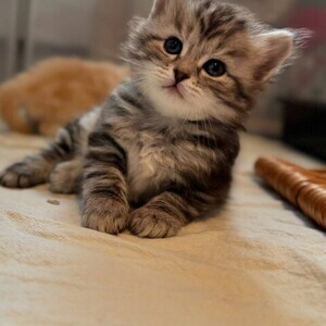 Beautiful Siberian kittens Viber:+63-948-1451-325 | PostAds PH