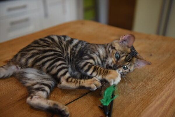 Beautiful Toyger kittens Viber:+63-948-1451-325