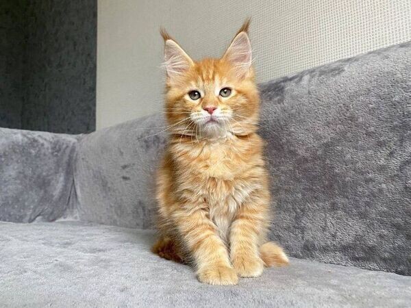 Beautiful Maine Coon Kittens Viber:+63-948-1451-325