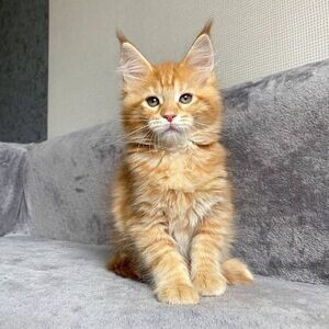 Beautiful Maine Coon Kittens Viber:+63-948-1451-325 | PostAds PH