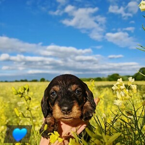 Kc Registered Standard Wirehair Dachshunds | PostAds PH