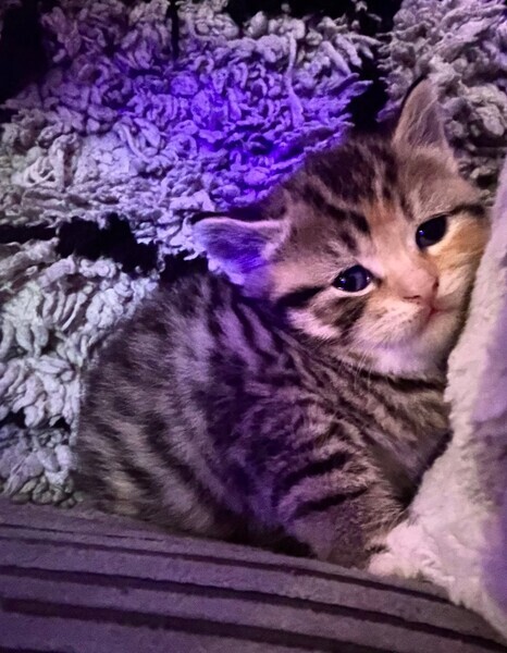 Gorgeous chubby bsh kittens for sale