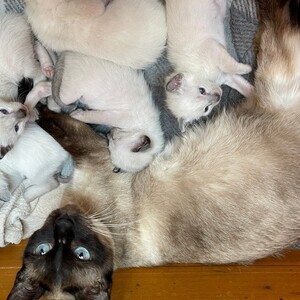GCCF Registered Traditional Siamese Kittens | PostAds PH