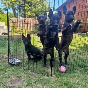 DUTCH HERDER PUPPIES *champion lines* | PostAds PH