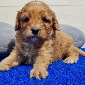 Healthy, purebred Cavapoo puppies .Viber: 00237 653 81 7429 | PostAds PH