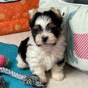 Healthy Biewer Yorkshire Terrier puppies.Viber: 00237 653 81 7429 | PostAds PH