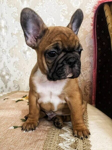 Healthy, purebred French Bulldog puppies. Viber: 00237 653 81 7429
