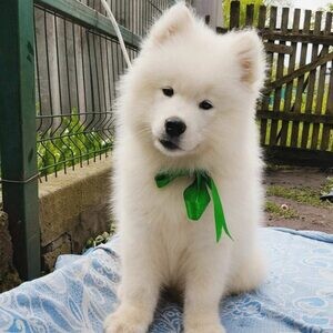 Healthy, purebred Samoyed puppies. Viber: 00237 653 81 7429 | PostAds PH