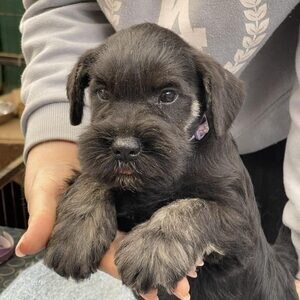 Healthy, Miniature Schnauzer puppies . Viber: 00237 653 81 7429 | PostAds PH