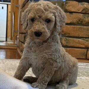 Healthy, purebred Goldendoodle puppies. Viber: 00237 653 81 7429 | PostAds PH