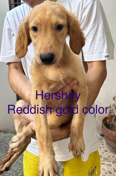 Golden Retriever Puppies :) 