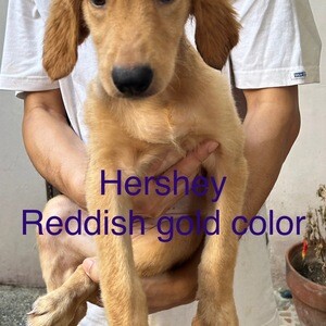 Golden Retriever Puppies :) | PostAds PH