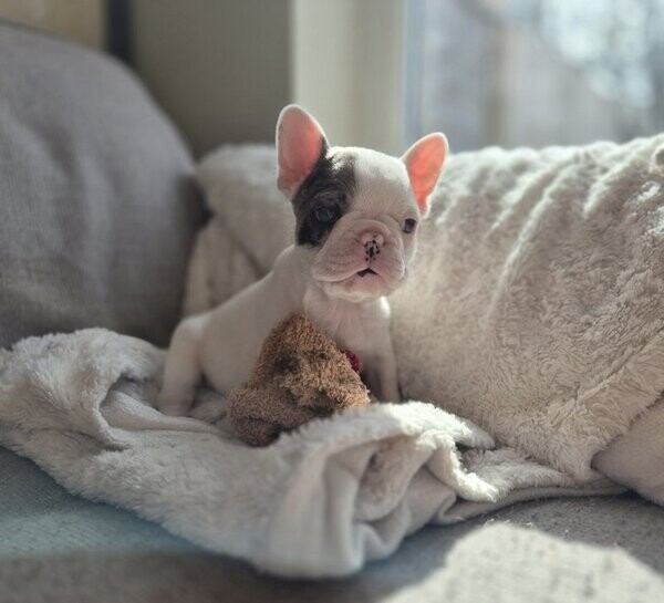 Beautiful Frenchie Puppies 