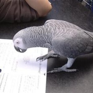 African Grey Parrot for Sale Viber:+63-948-1451-325 | PostAds PH