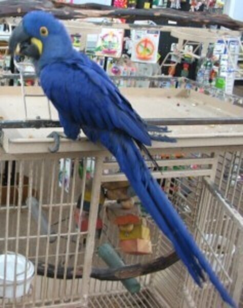 Blue and gold Macaw Viber:+63-948-1451-325