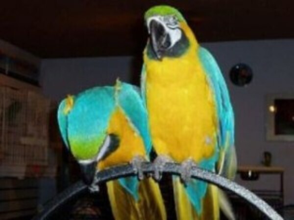 A Bonded Pair Of Hyacinth Macaw Viber:+63-948-1451-325